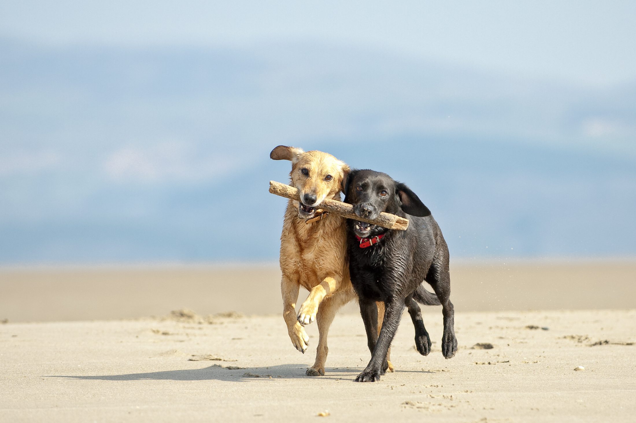 Two happy dogs running together along the beach carrying a stick