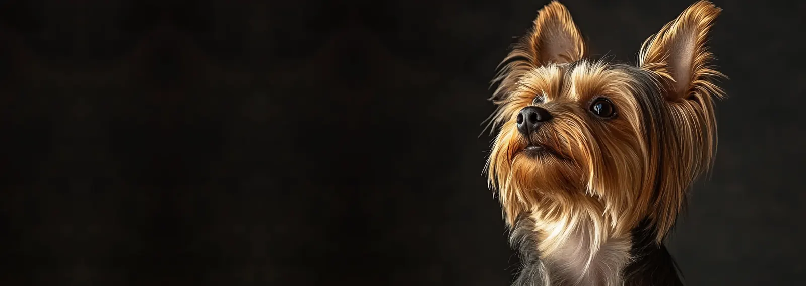 Yorkshire terrier with a freshly groomed silky coat