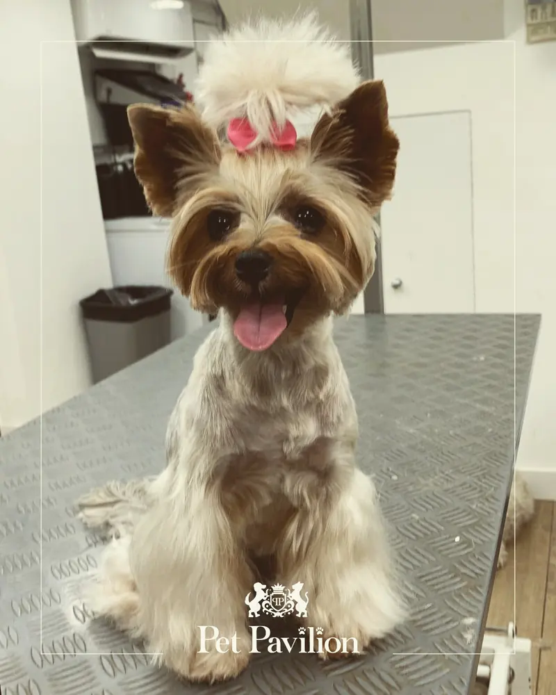 A freshly groomed Yorkshire Terrier with a pink bow sitting on a grooming table