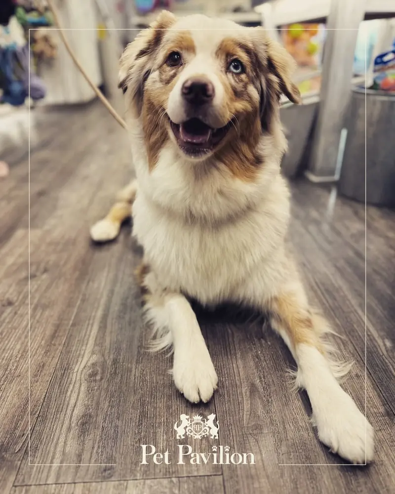 A smiling Australian Shepherd lying on the wooden floor of a Pet Pavilion store