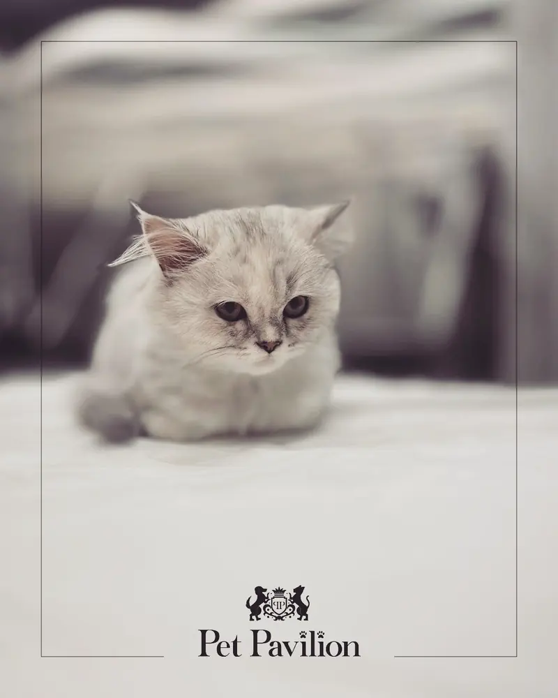 A fluffy cream Persian kitten sitting on a soft white blanket