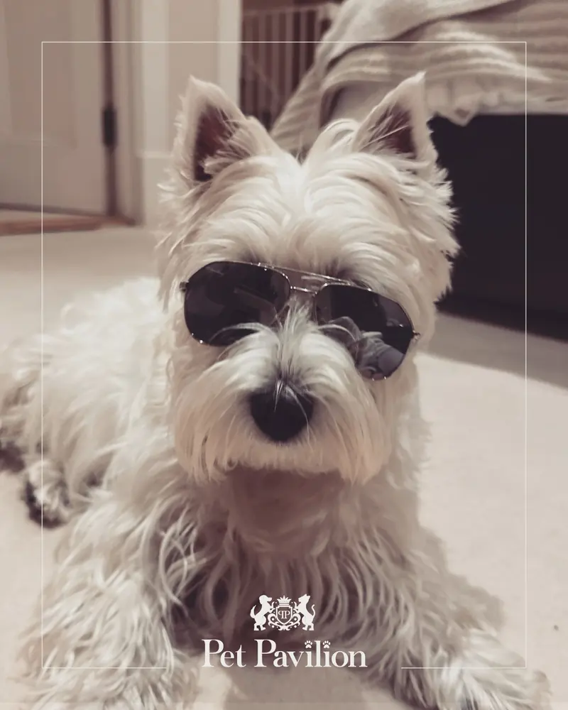 A West Highland Terrier wearing dark sunglasses