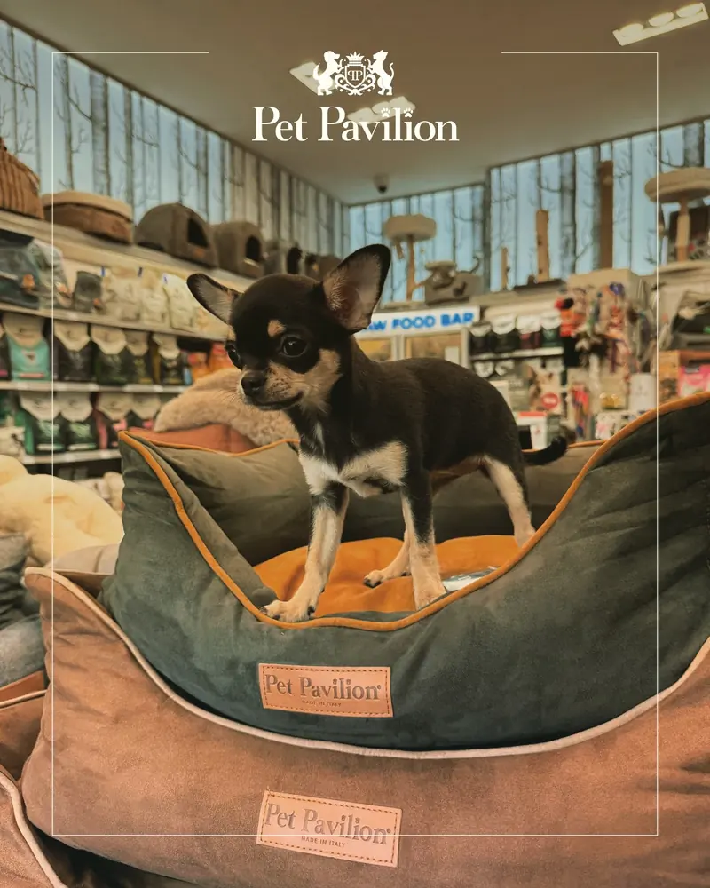 A tiny Chihuahua standing in a velvet dog bed in a Pet Pavilion store