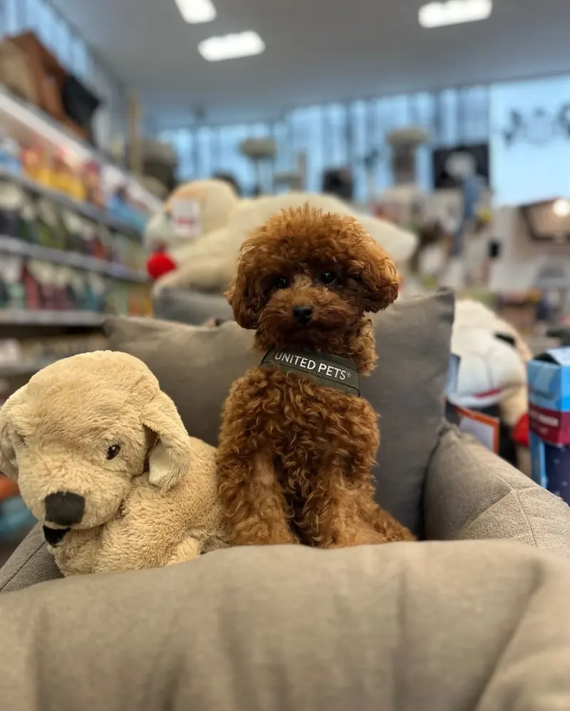 A curly brown poodle puppy in a cosy bed surrounded by soft toys
