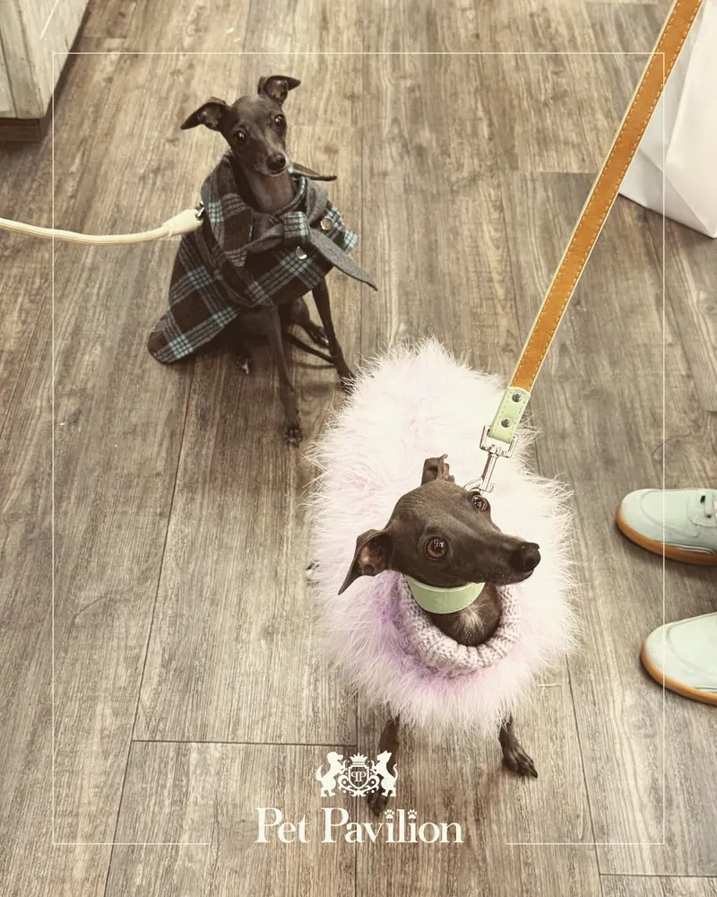 Two small dogs in smart coats waiting on a lead in a Pet Pavilion store