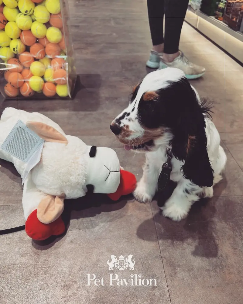 A young spaniel puppy beside an oversized plush lamb toy