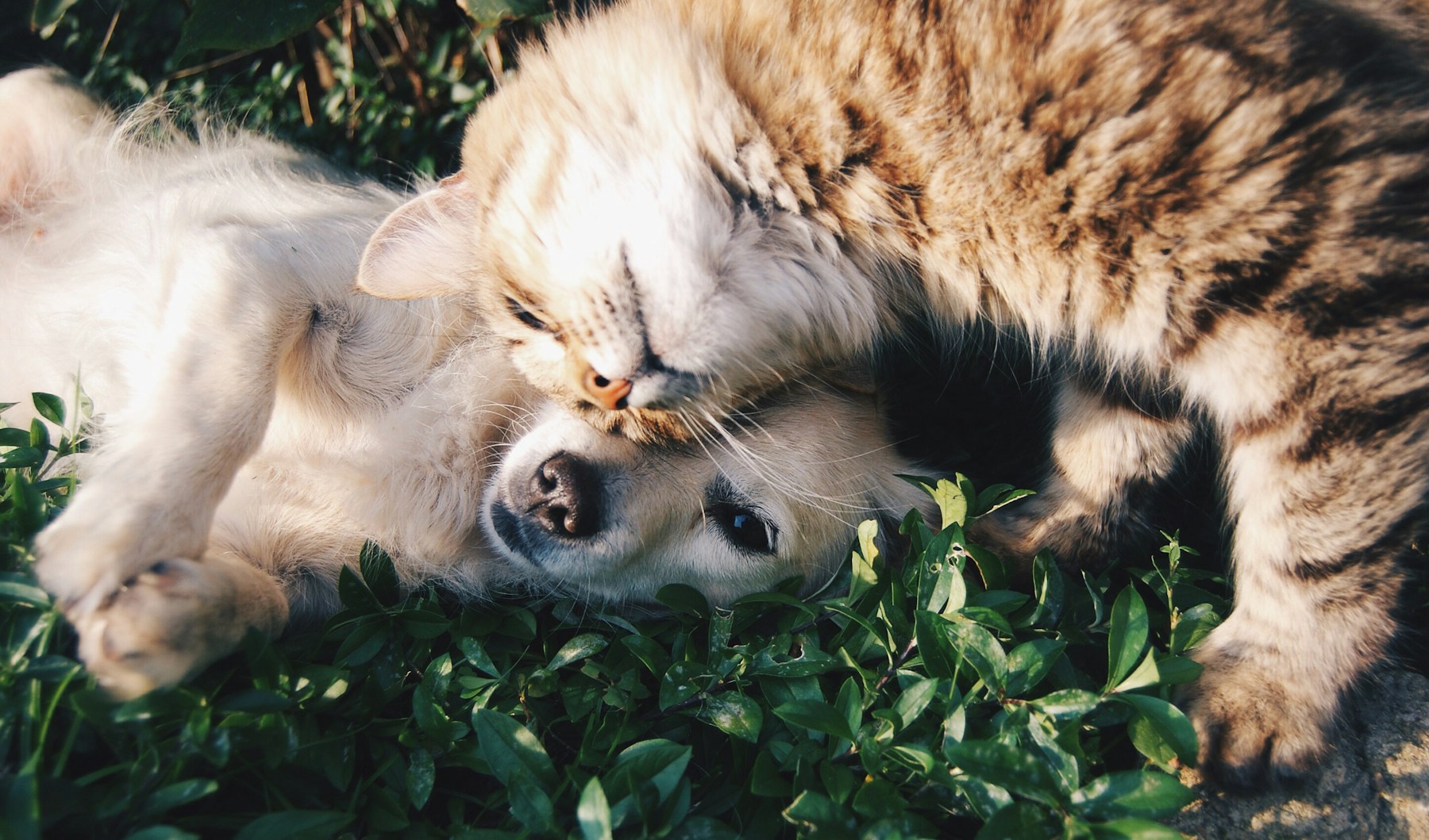 A golden puppy and a tabby cat curled up nose-to-nose in the grass