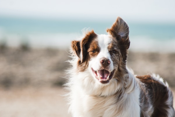 A happy brown and white Border Collie smiling on a windswept beach