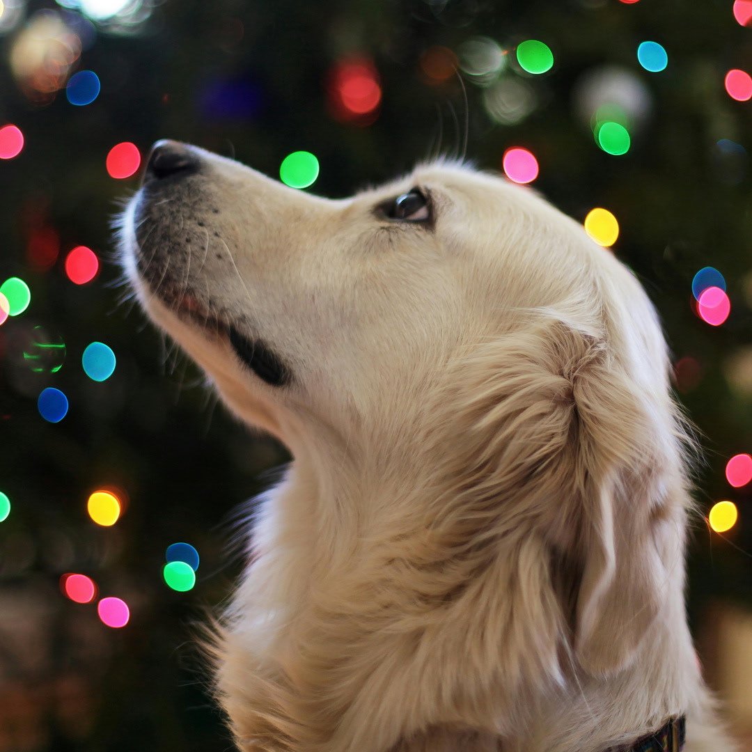 Treat time just got better 🦴